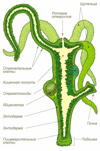 Кракен тор kraken zerkalo